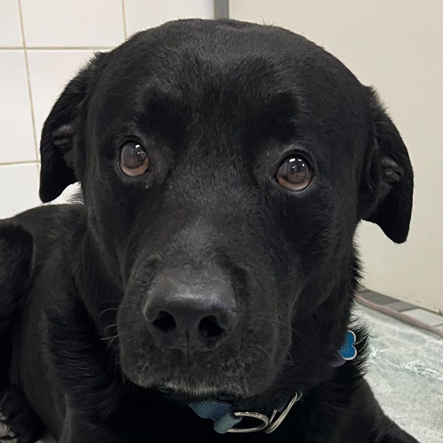 A Close Up of a Black Dog With a Blue Collar — Palms Vets–Hermit Park in Hermit Park, QLD