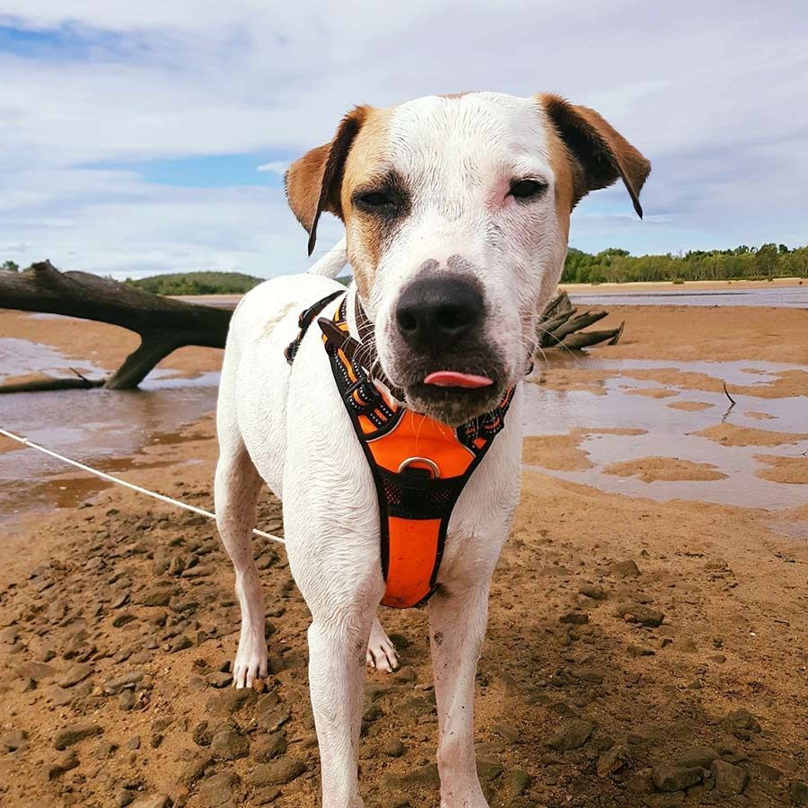A Brown and White Dog Wearing an Orange Harness is Standing on a Beach — Palms Vets–Hermit Park in Hermit Park, QLD
