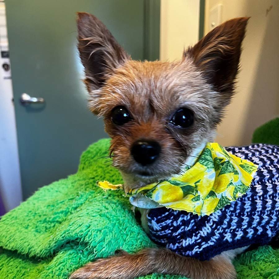 A Small Dog Wearing a Blue and White Sweater and a Yellow Scarf — Palms Vets–Hermit Park in Hermit Park, QLD
