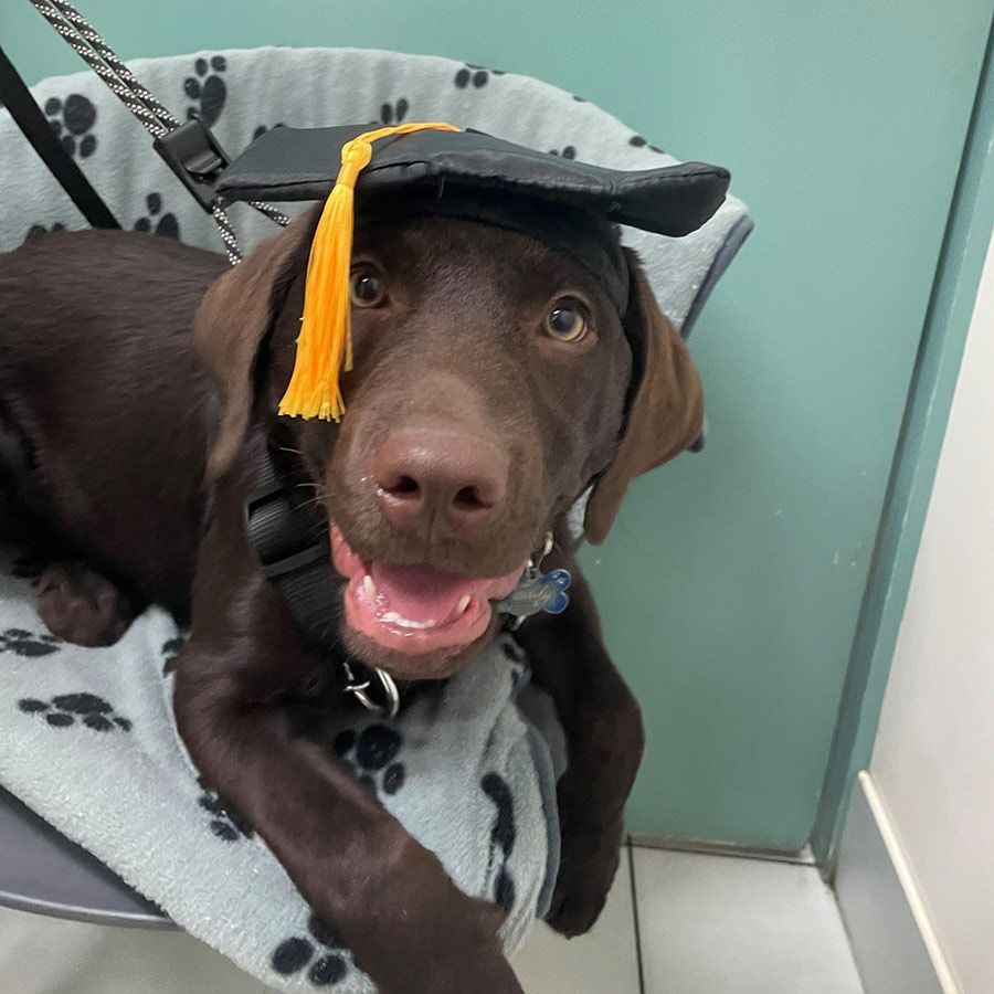 A Brown Dog Wearing a Graduation Cap and Tassel — Palms Vets–Hermit Park in Hermit Park, QLD
