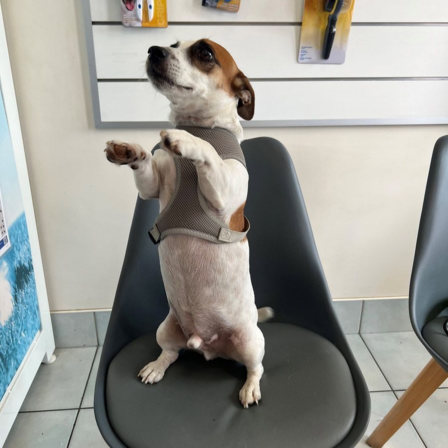 A Dog Standing on Its Hind Legs on a Chair — Palms Vets–Hermit Park in Hermit Park, QLD