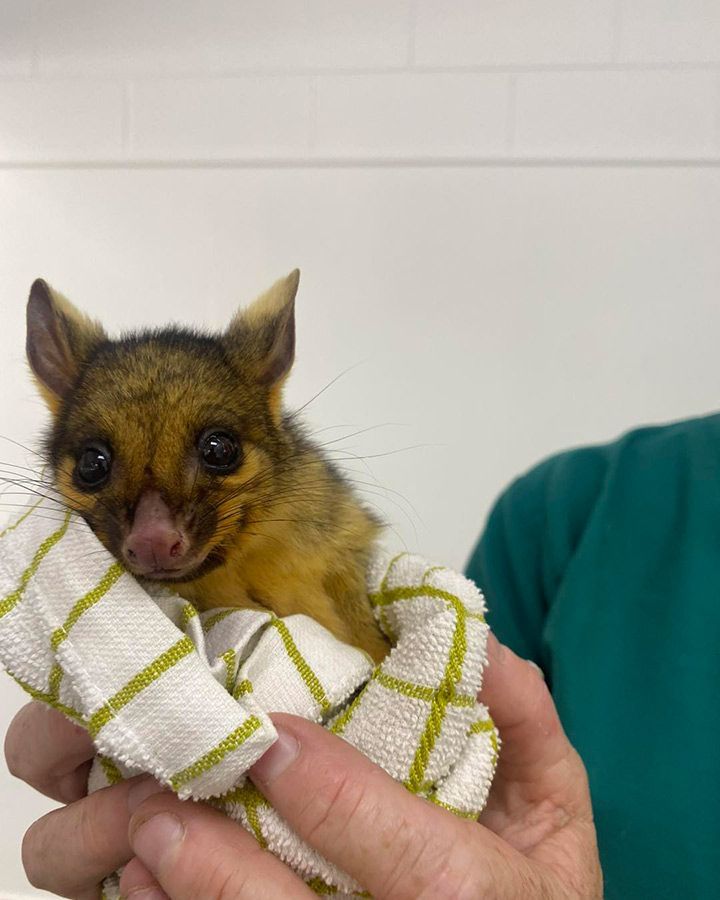 A Person Holding a Kangaroo With a Veterinarian Shirt on — Palms Vets–Hermit Park in Hermit Park, QLD