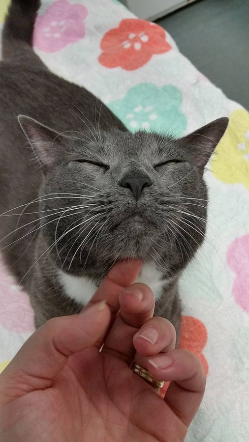 A Person is Petting a Gray Cat on a Colorful Blanket — Palms Vets–Hermit Park in Hermit Park, QLD