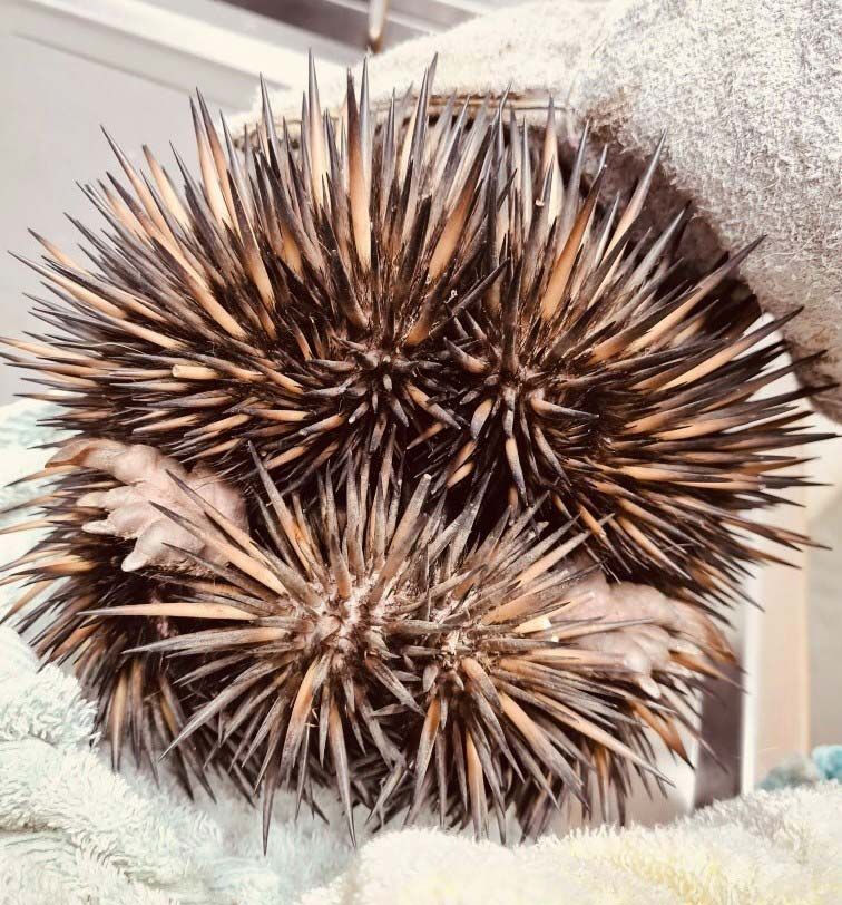 A Close Up of a Hedgehog Laying on a Towel — Palms Vets–Hermit Park in Hermit Park, QLD