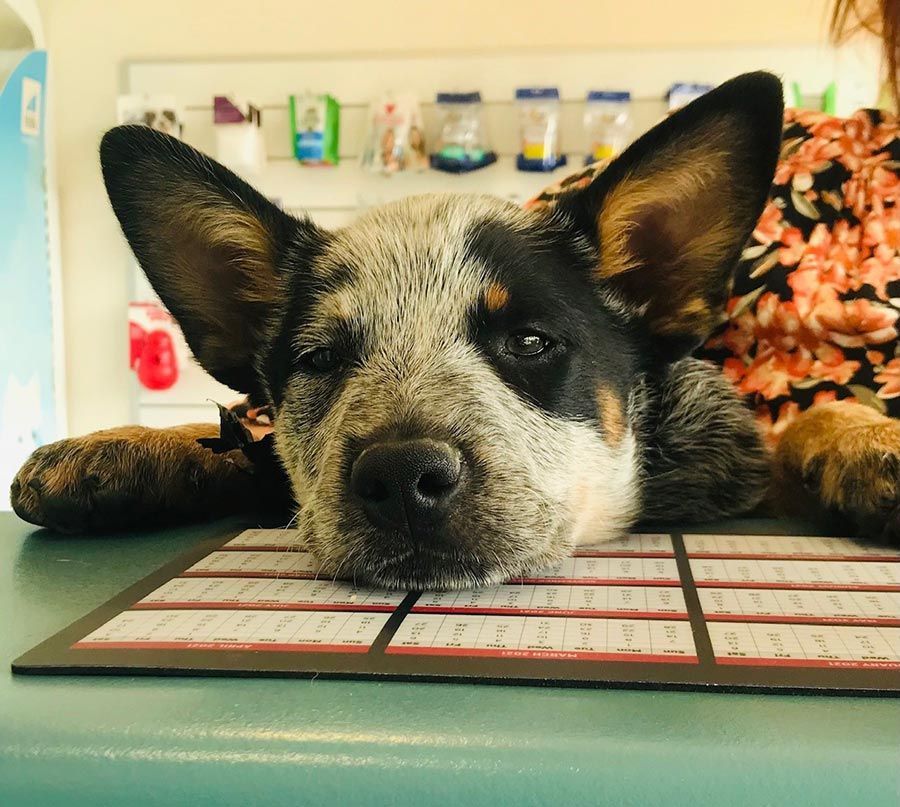 A Black and White Dog Laying on a Table — Palms Vets–Hermit Park in Hermit Park, QLD