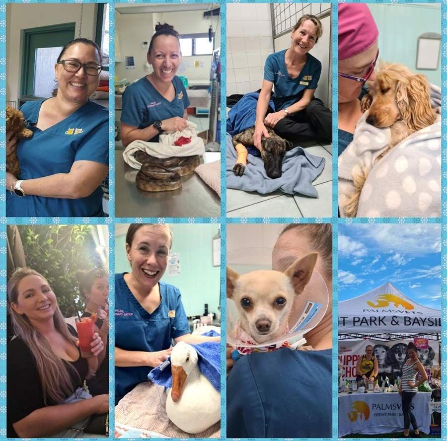 A Collage of Photos Shows a Woman Holding a Dog and a Duck — Palms Vets–Hermit Park in Hermit Park, QLD