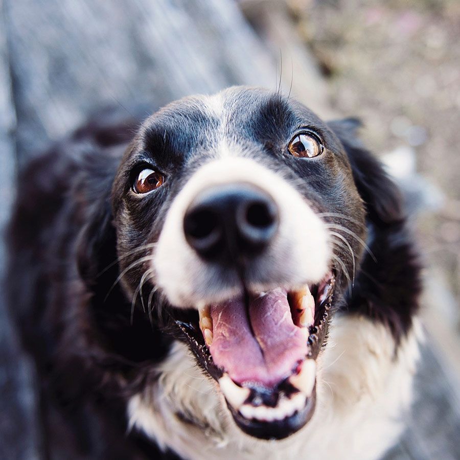 A Close Up of a Black and White Dog With Its Mouth Open — Palms Vets–Hermit Park in Hermit Park, QLD