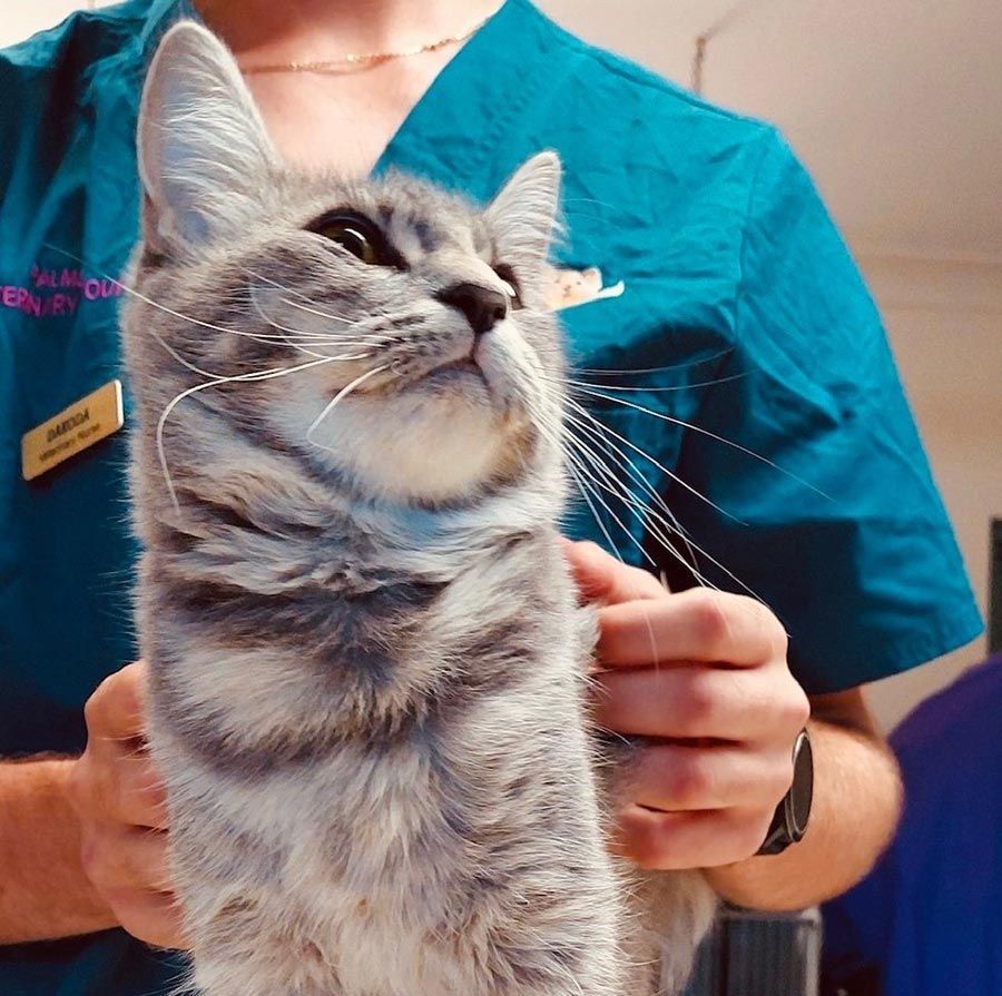 A Person in a Blue Scrub is Holding a Cat — Palms Vets–Hermit Park in Hermit Park, QLD