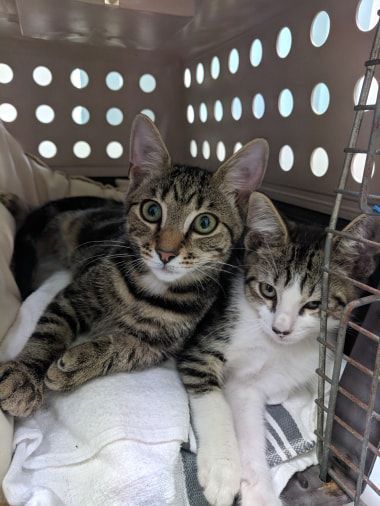 Two Cats Are Laying Next to Each Other in a Cage — Palms Vets–Hermit Park in Hermit Park, QLD