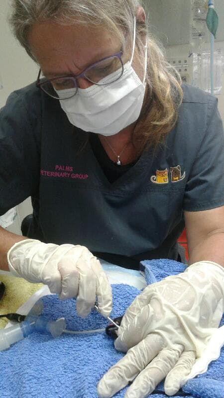 A Woman Wearing a Mask and Gloves is Working on a Dog — Palms Vets–Hermit Park in Hermit Park, QLD