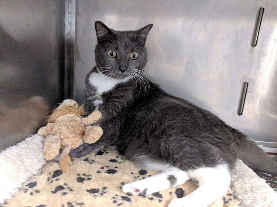 A Gray and White Cat is Sitting in a Cage Holding a Teddy Bear — Palms Vets–Hermit Park in Hermit Park, QLD