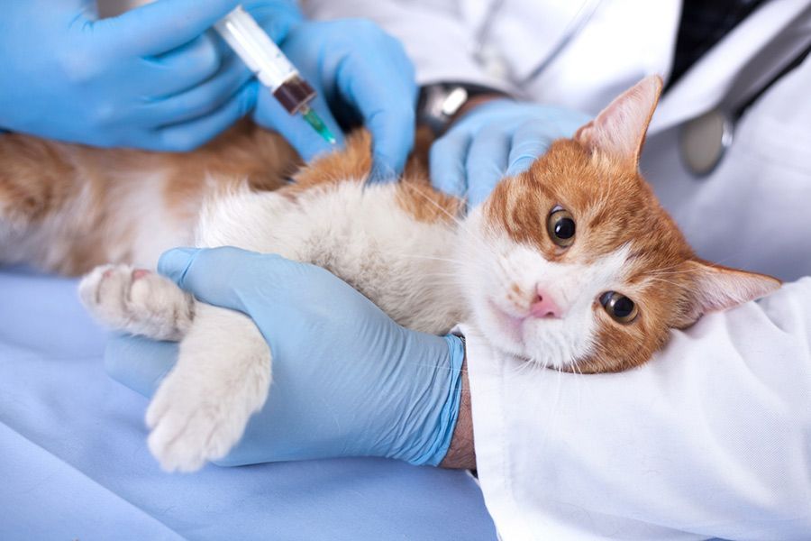 A Cat is Getting an Injection From a Doctor — Palms Vets–Hermit Park in Hermit Park, QLD