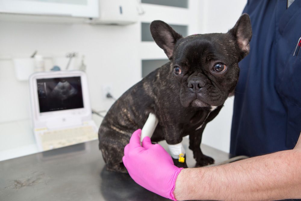 A French Bulldog is Being Examined by a Veterinarian — Palms Vets–Hermit Park in Hermit Park, QLD