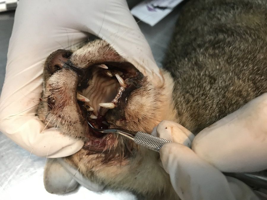 A Person is Examining a Cat 's Teeth With Tweezers — Palms Vets–Hermit Park in Hermit Park, QLD
