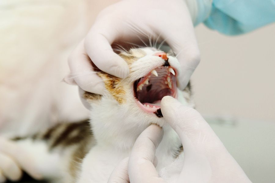 A Cat is Getting Its Teeth Examined by a Veterinarian — Palms Vets–Hermit Park in Hermit Park, QLD