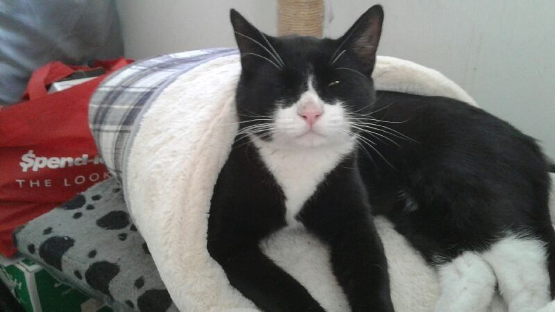 A Black and White Cat is Laying on a White Blanket — Palms Vets–Hermit Park in Hermit Park, QLD