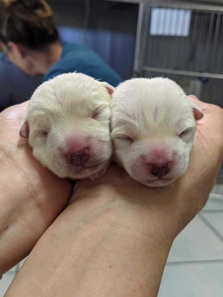 Two Puppies resting in a Persons hand— Palms Vets–Hermit Park in Hermit Park, QLD