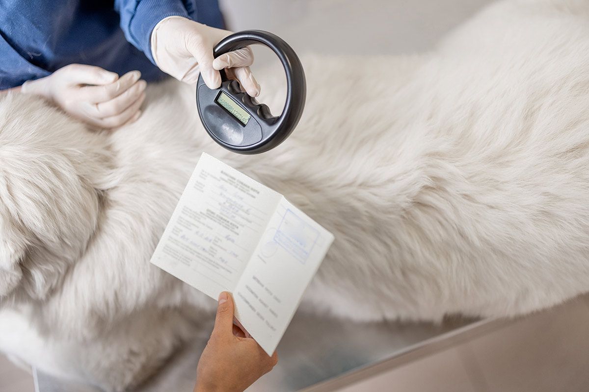 A Person is Holding a Passport Next to a Dog — Palms Vets–Hermit Park in Hermit Park, QLD