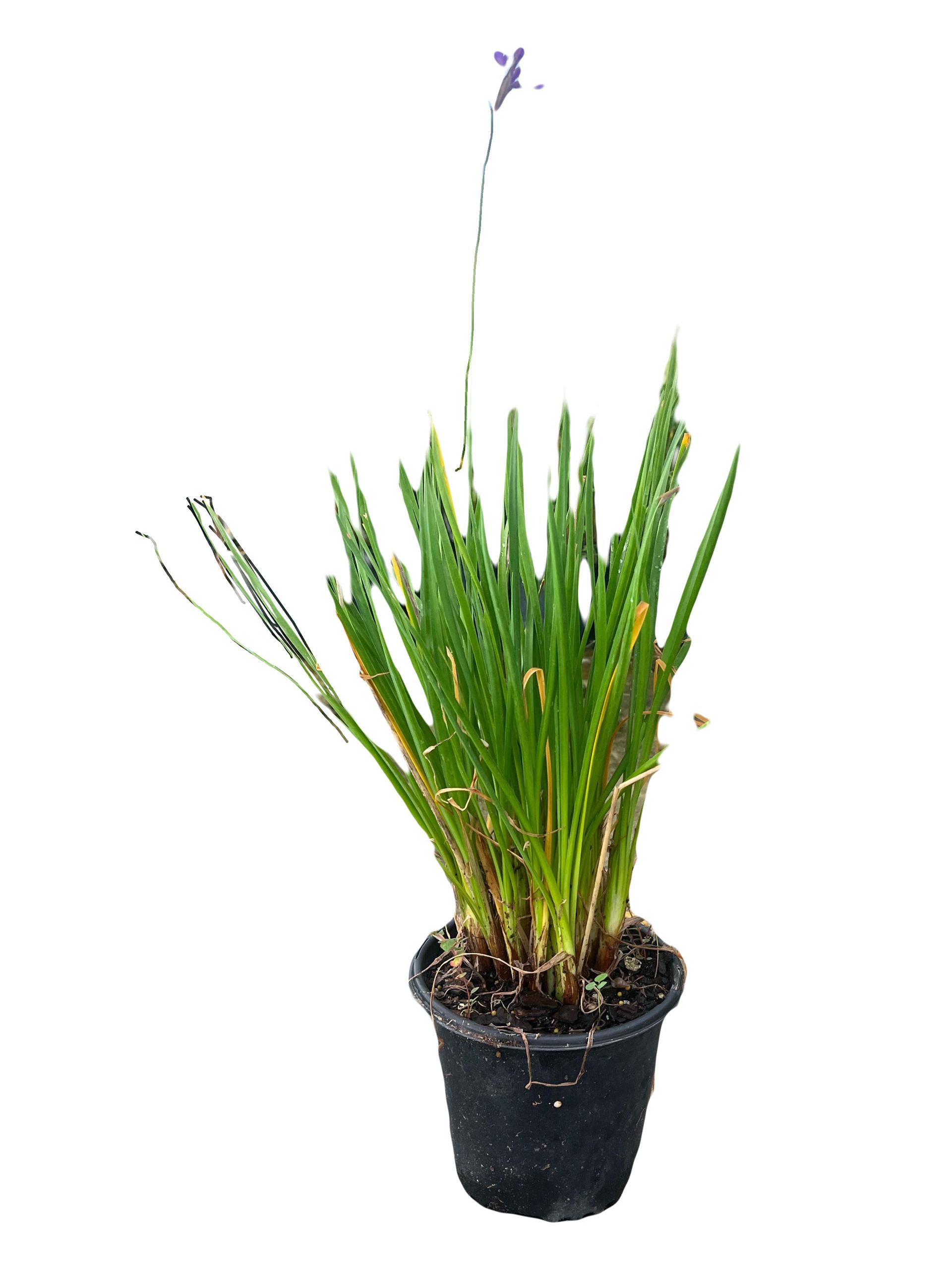A small plant in a black pot on a white background.