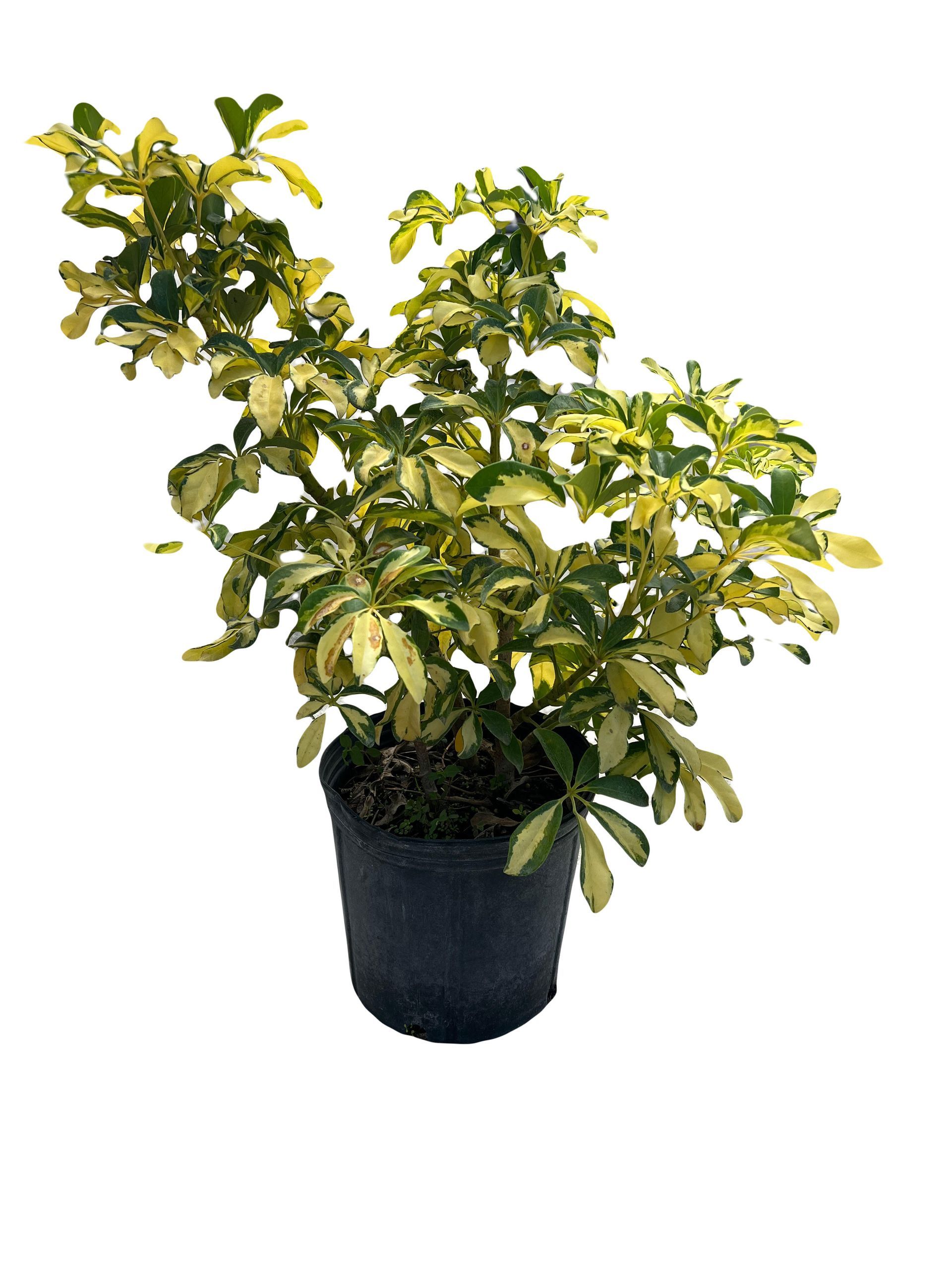 A small potted plant with green and yellow leaves on a white background.