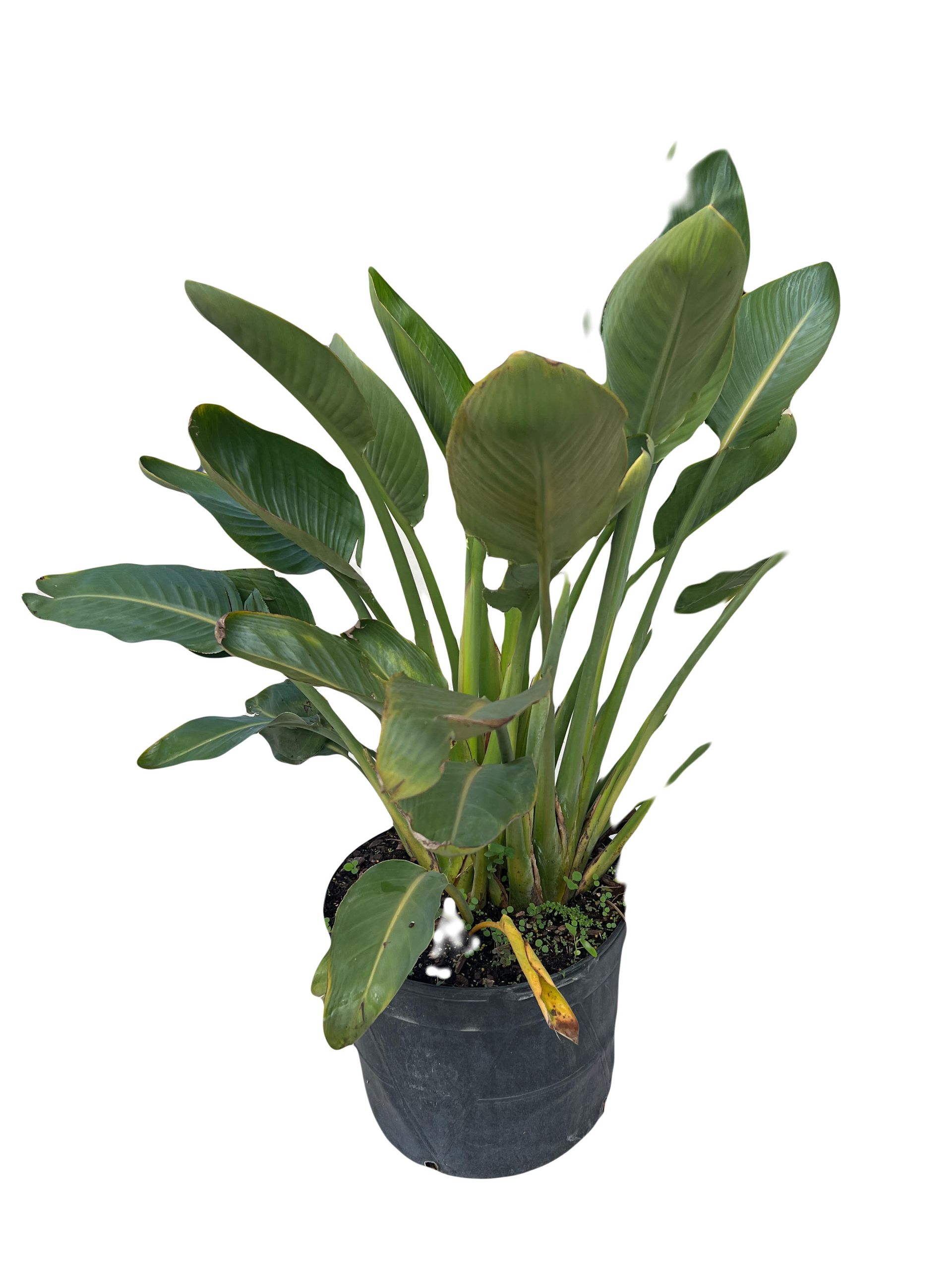 A green plant in a black pot on a white background.