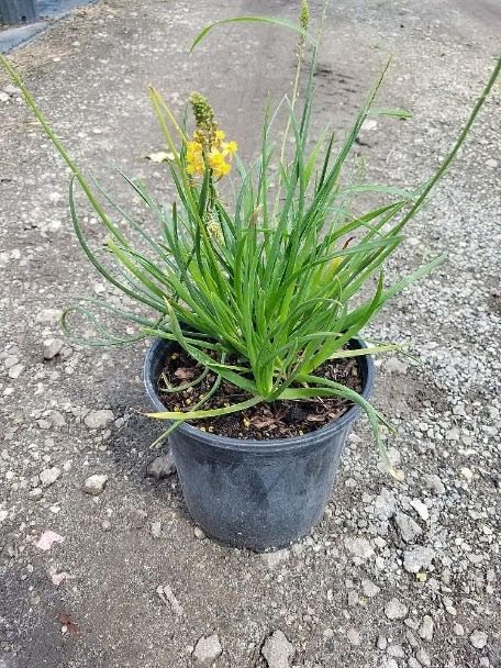 A small potted plant with yellow flowers is sitting on the ground.