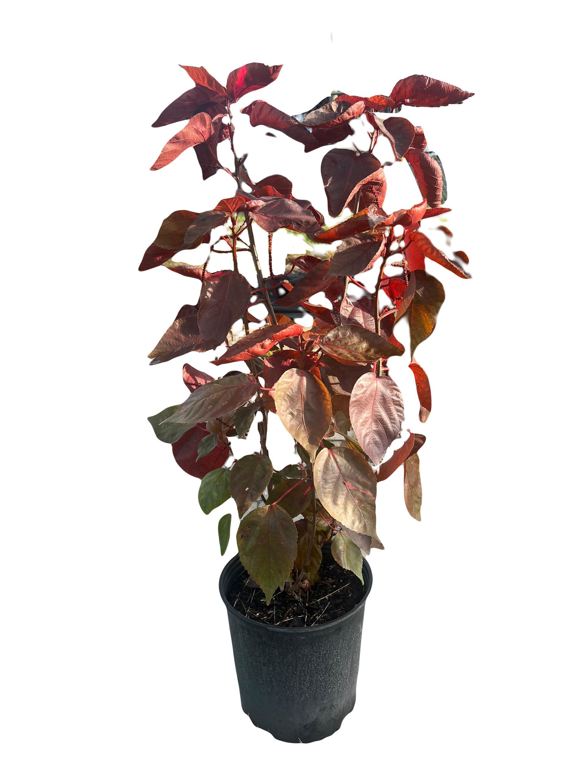 A potted plant with red leaves on a white background