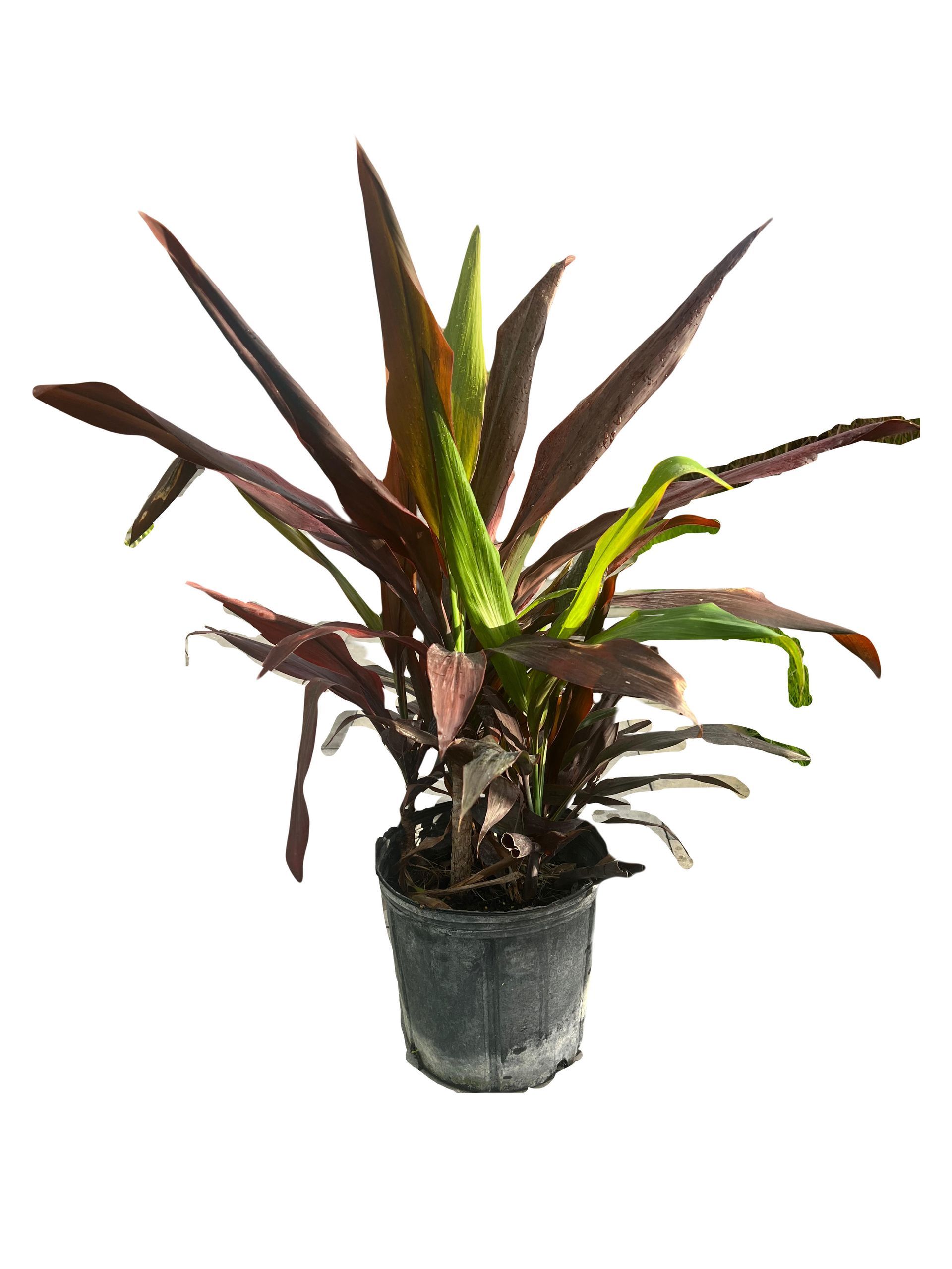 A potted plant with red and green leaves on a white background.