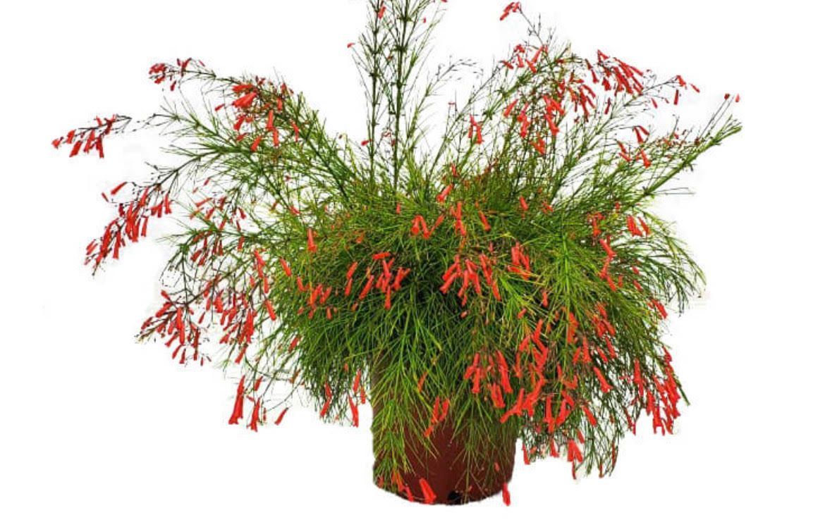 A potted plant with red flowers and green leaves on a white background.
