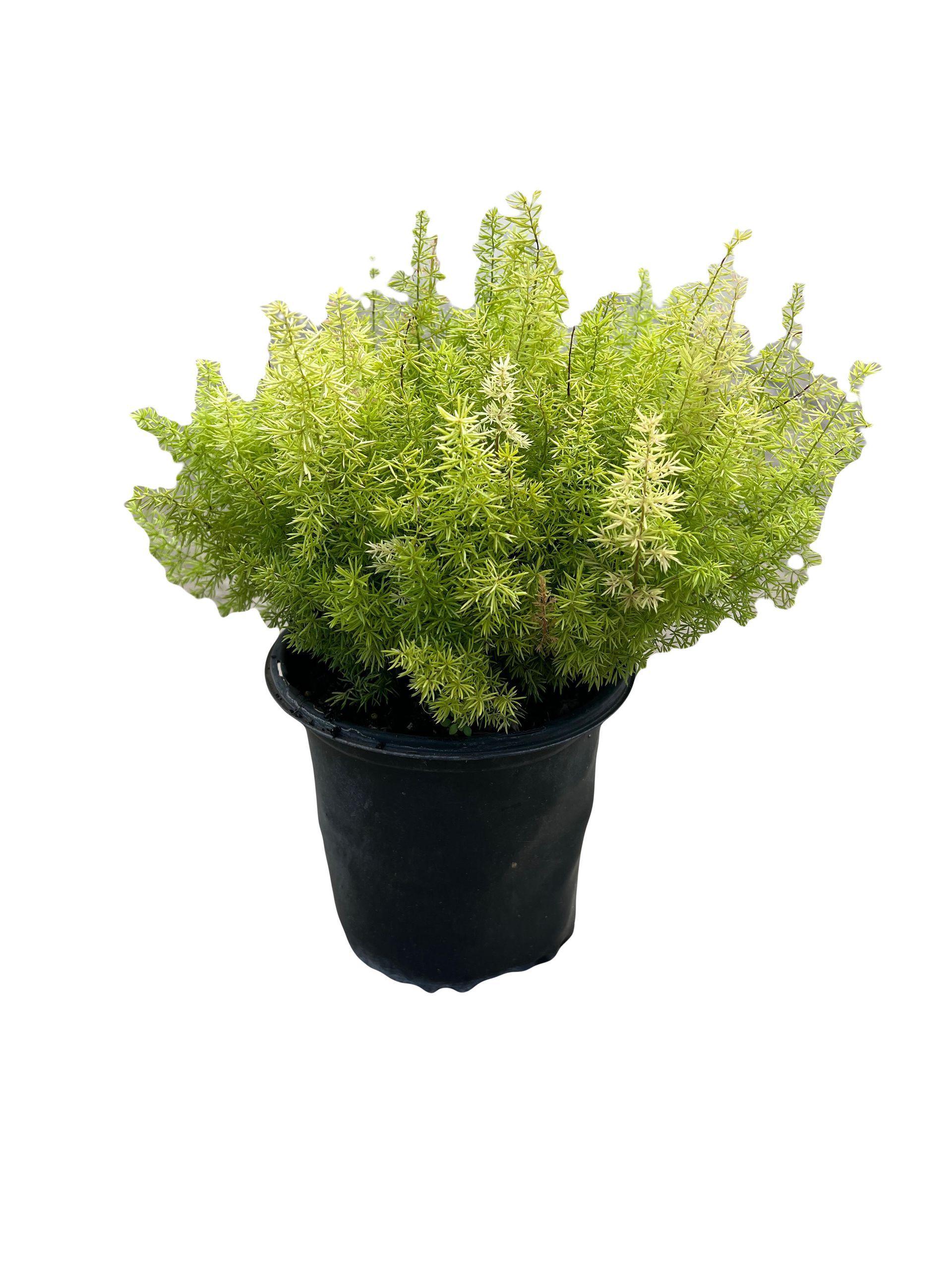 A small green plant in a black pot on a white background.