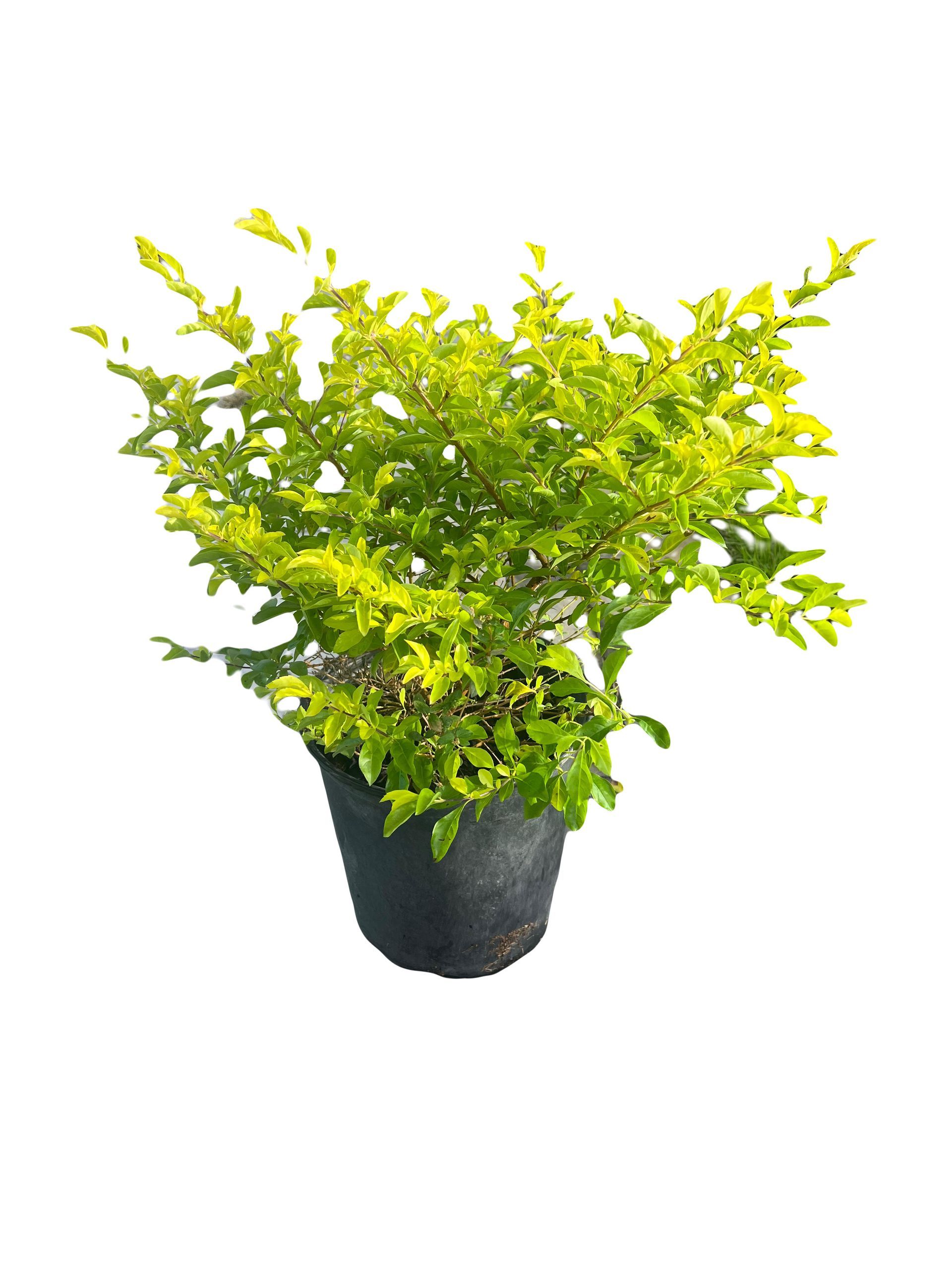 A small potted plant with yellow leaves on a white background