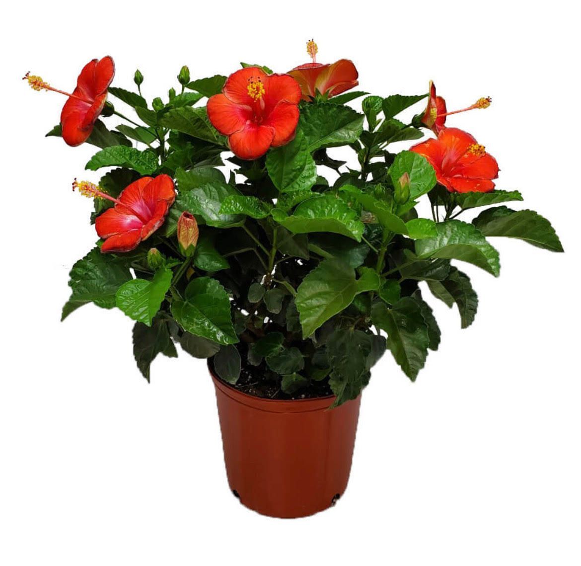 A potted plant with red flowers and green leaves