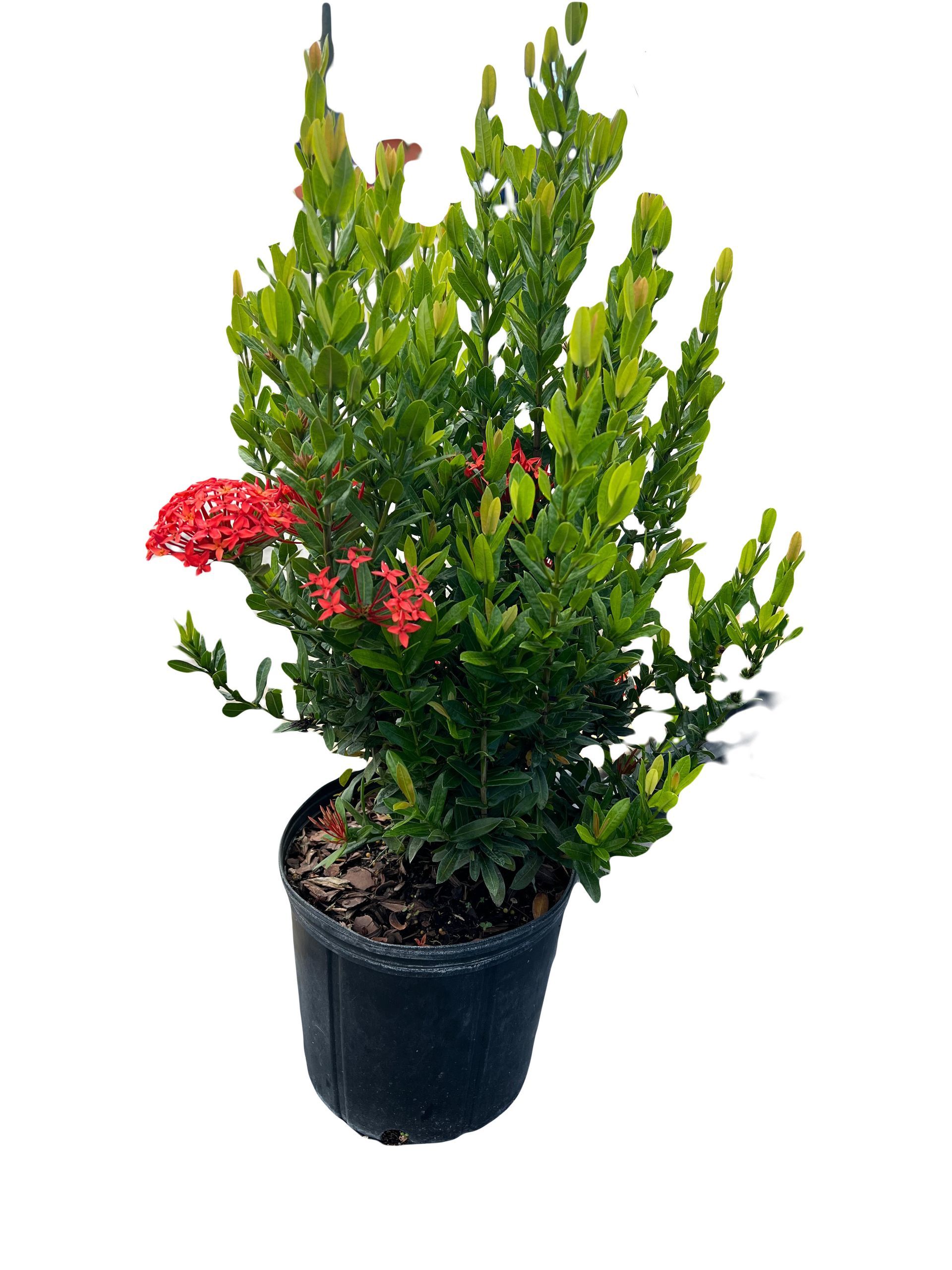 A potted plant with red flowers and green leaves on a white background.