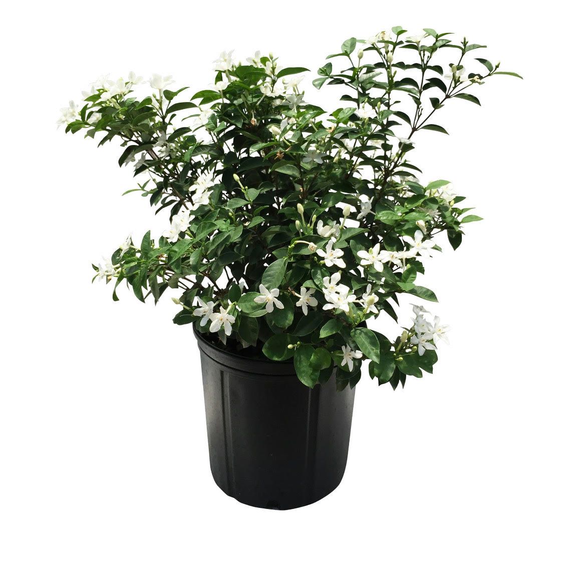 A potted plant with white flowers and green leaves