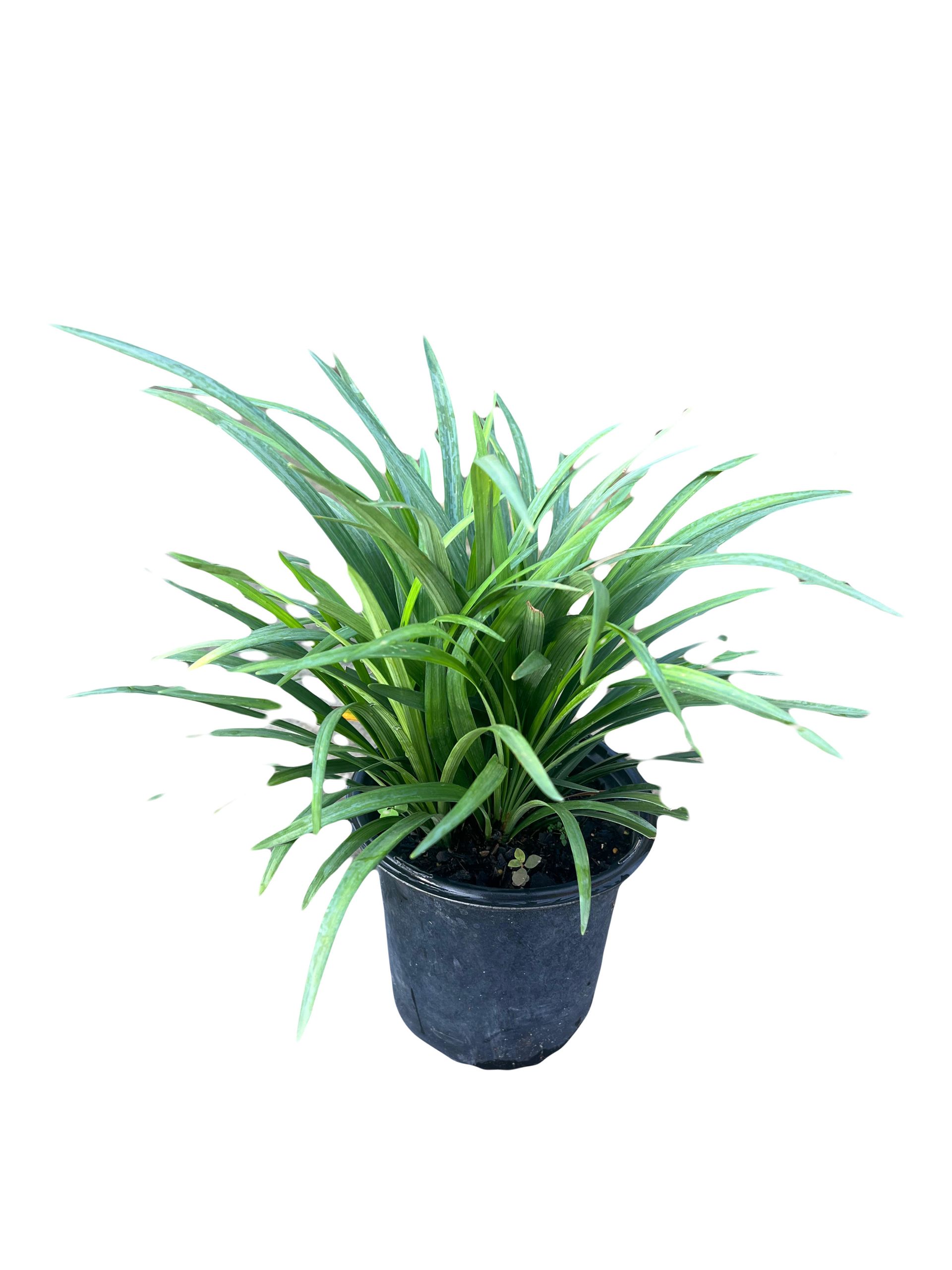A small green plant in a black pot on a white background.