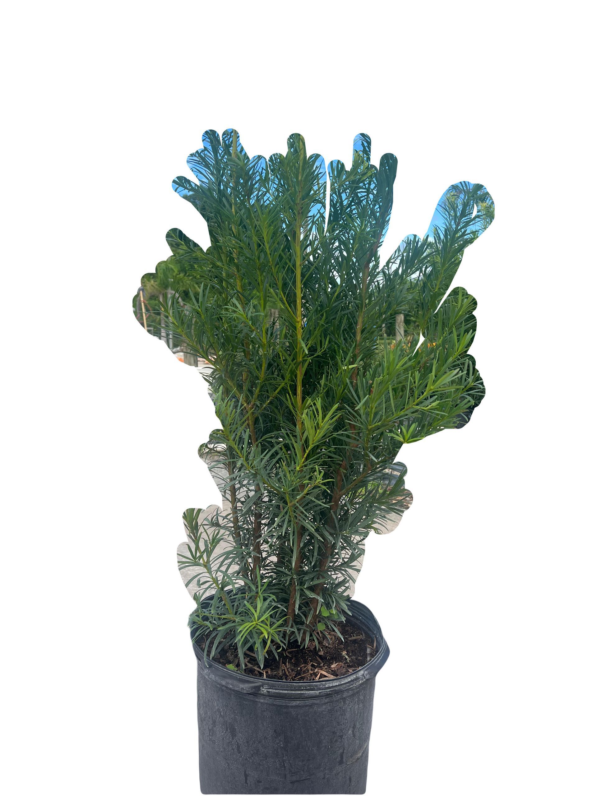 A small plant in a black pot on a white background