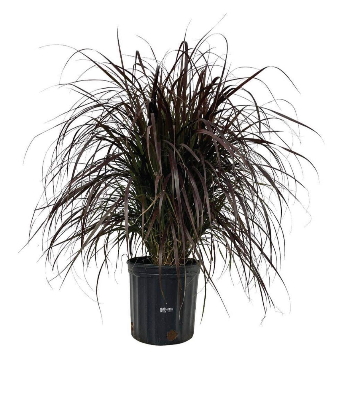A tall grass plant in a black pot on a white background.