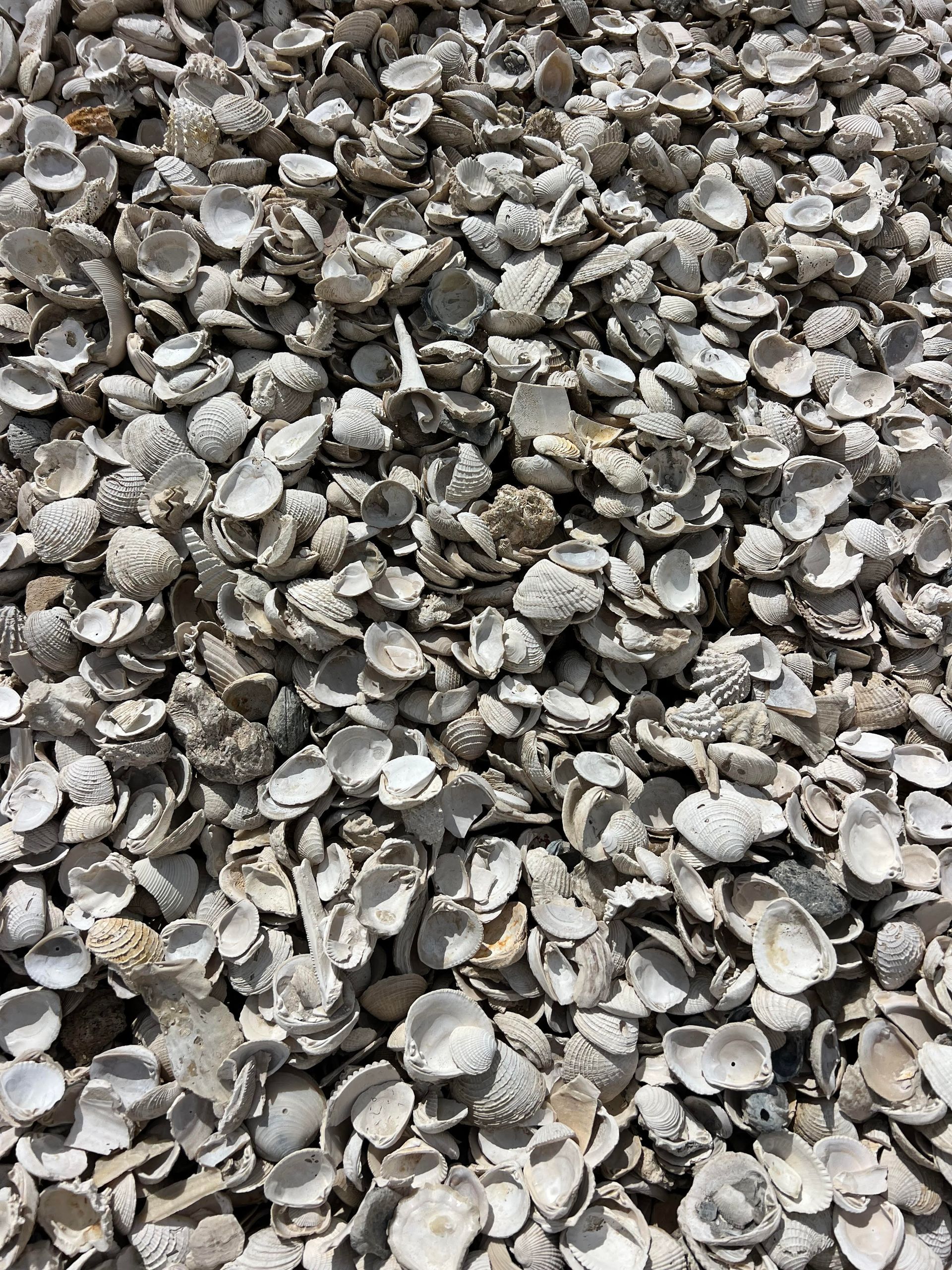 A pile of oyster shells on the ground.