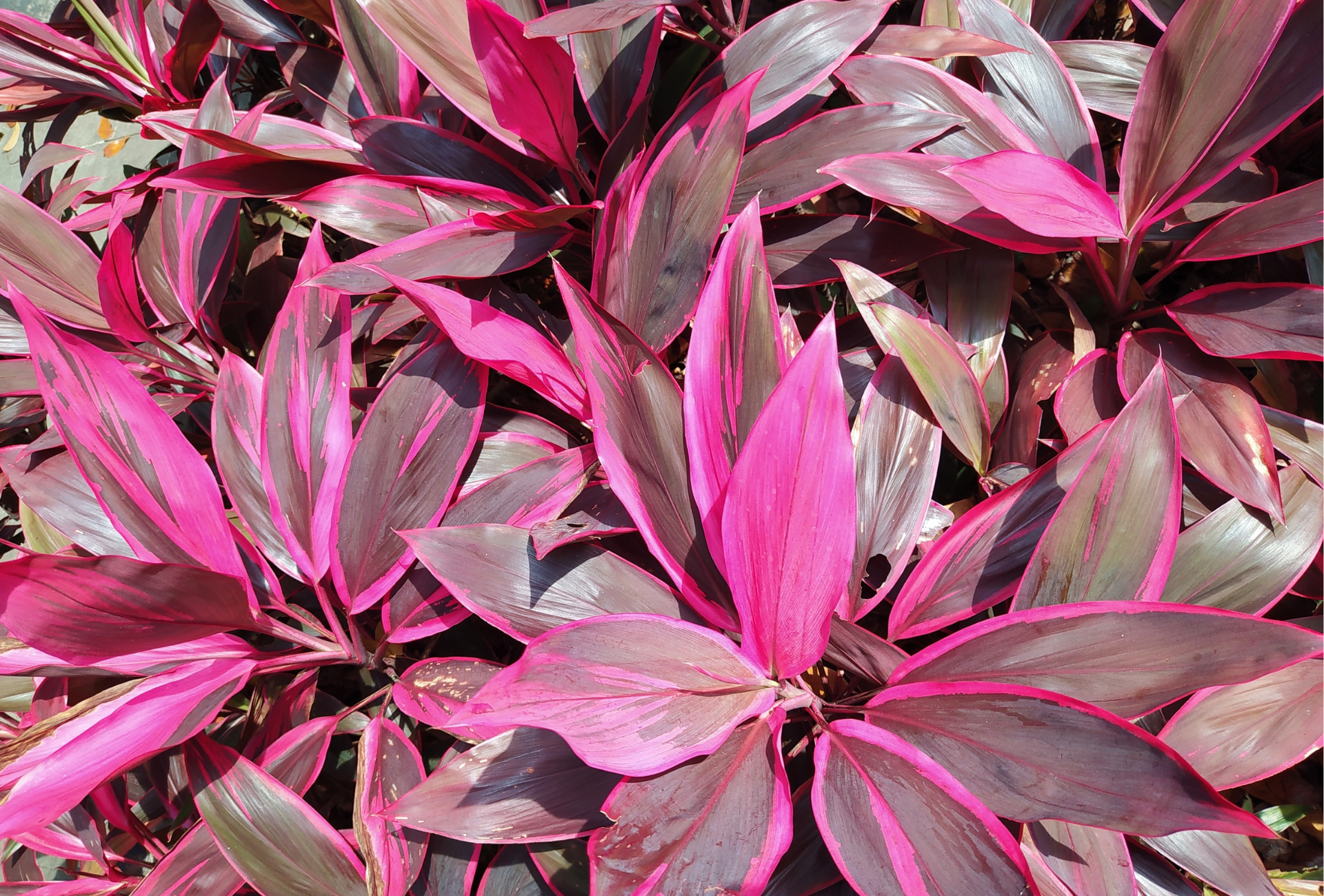 A close up of a plant with pink and purple leaves