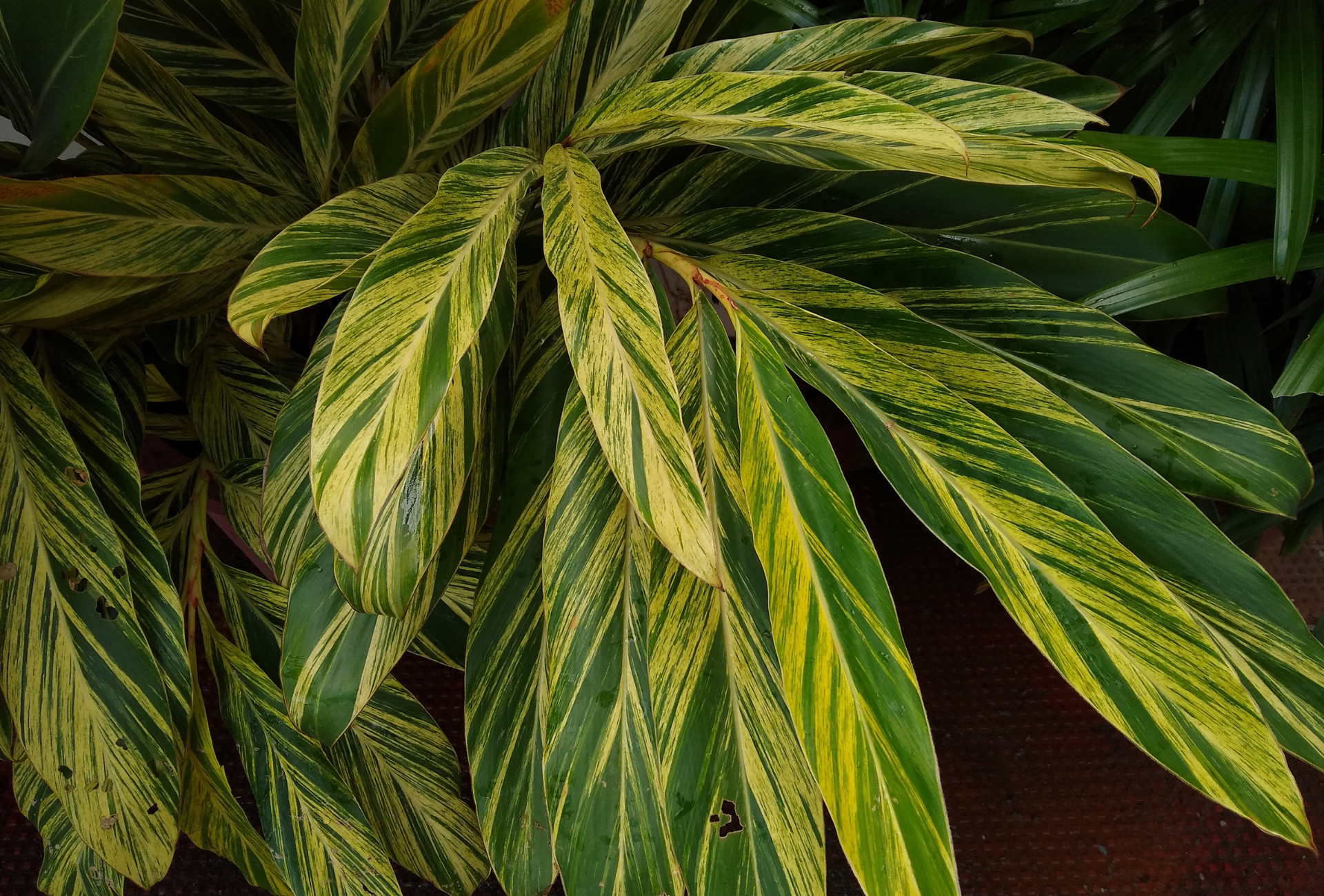 A close up of a plant with green and yellow leaves