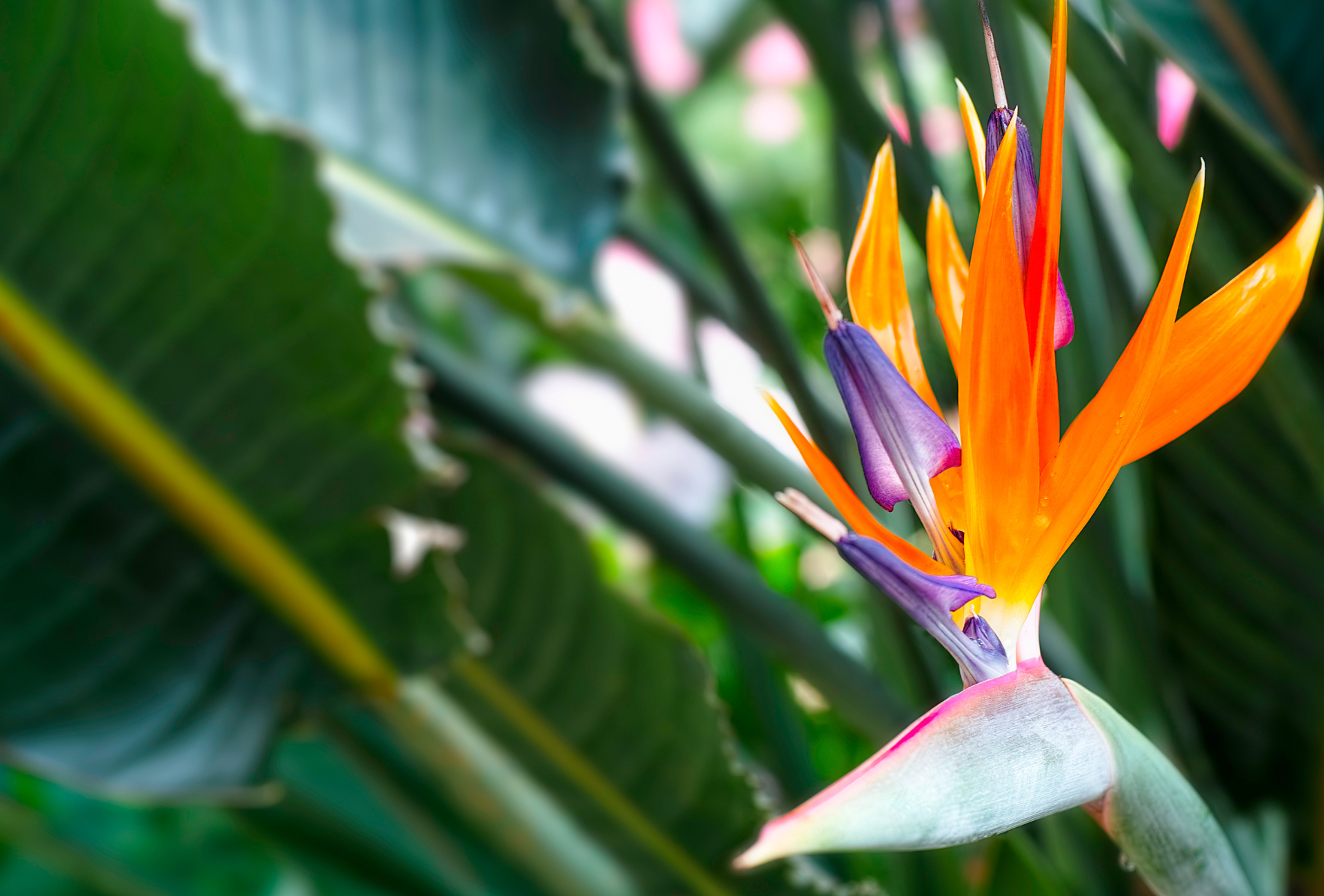 A close up of a bird of paradise flower