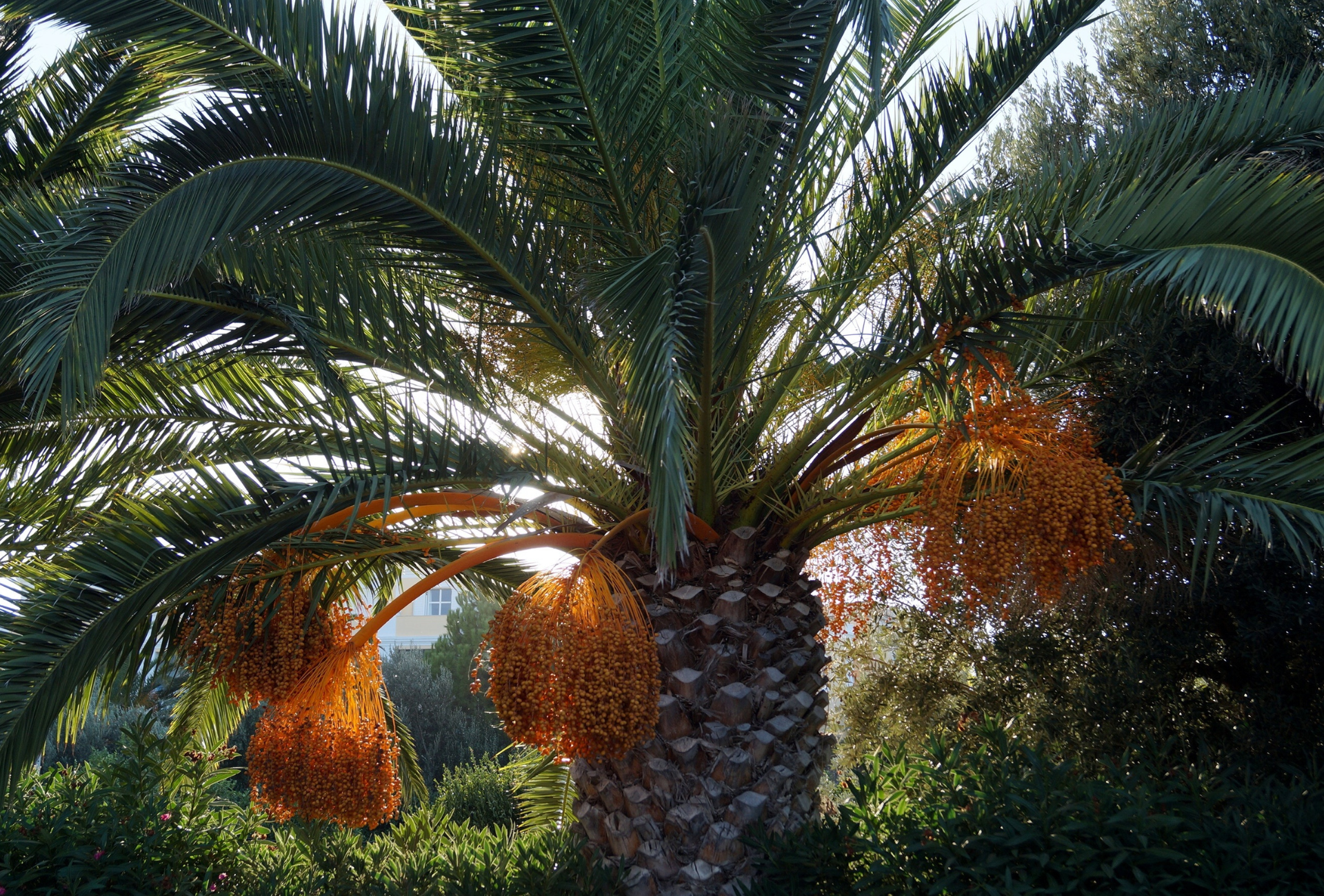A palm tree with a bunch of dates on it