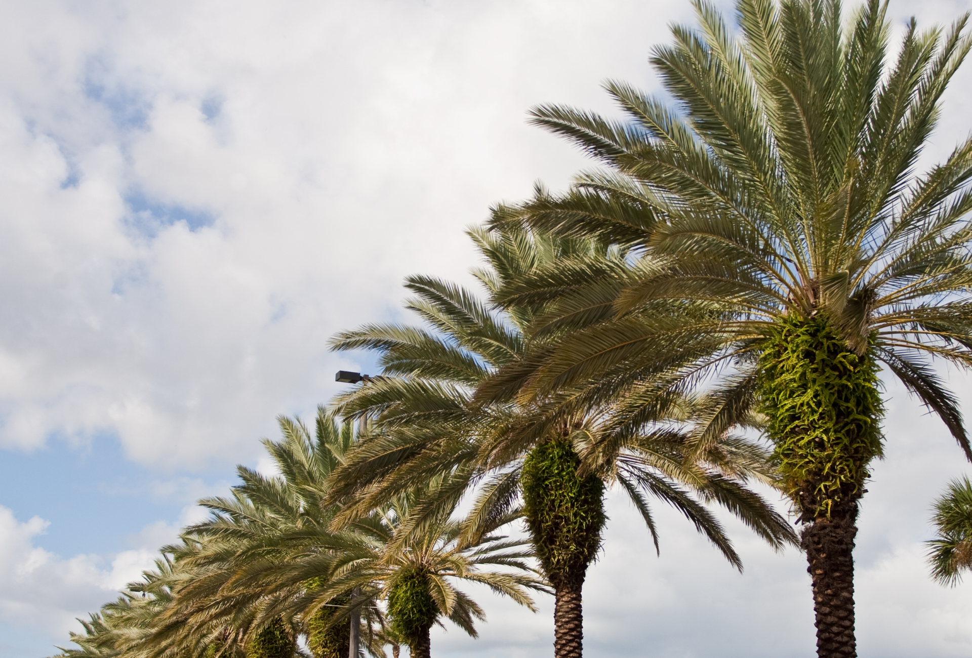 A row of palm trees against a cloudy sky
