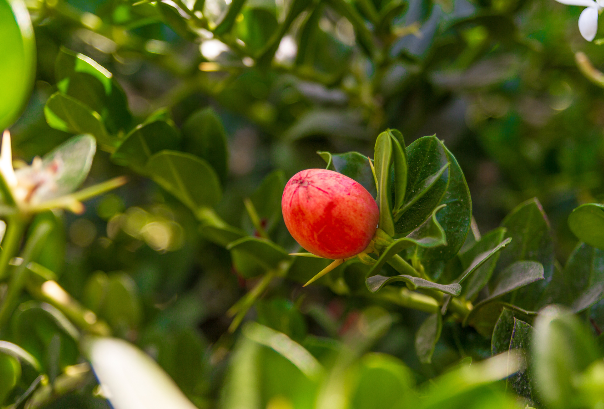 A small red fruit is growing on a tree branch.