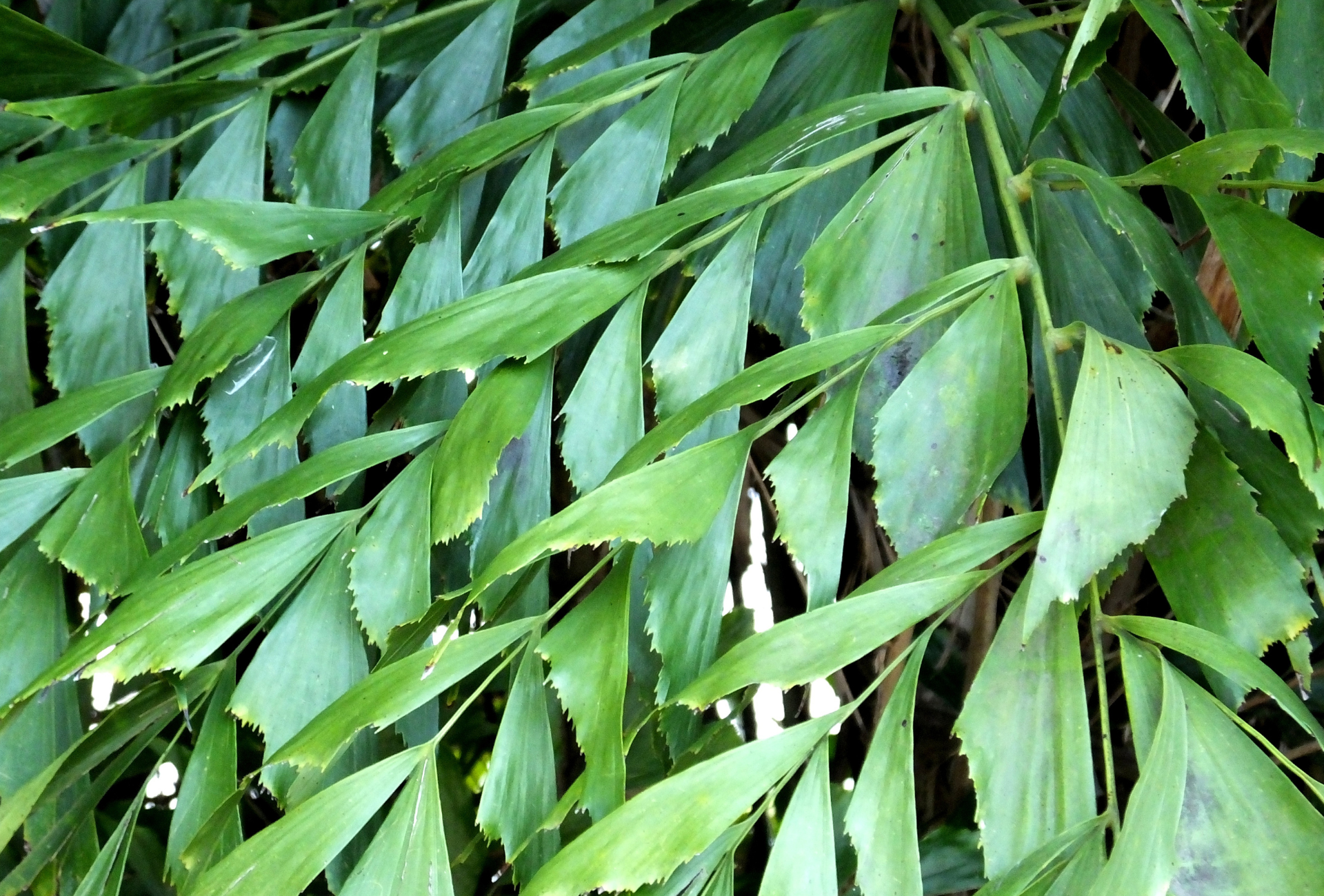 A close up of a plant with lots of green leaves