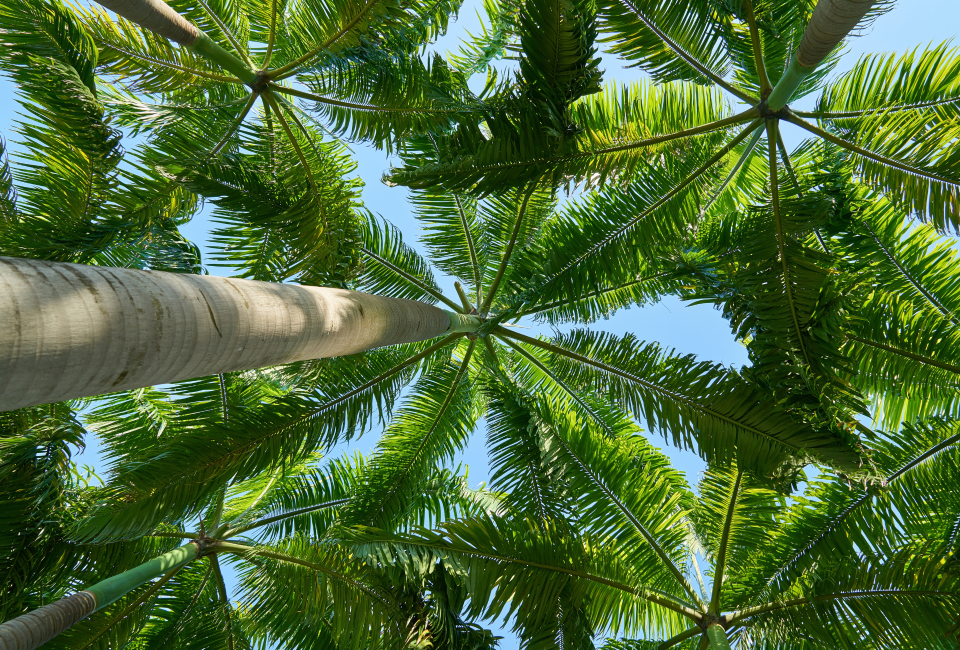 Looking up at palm trees against a blue sky
