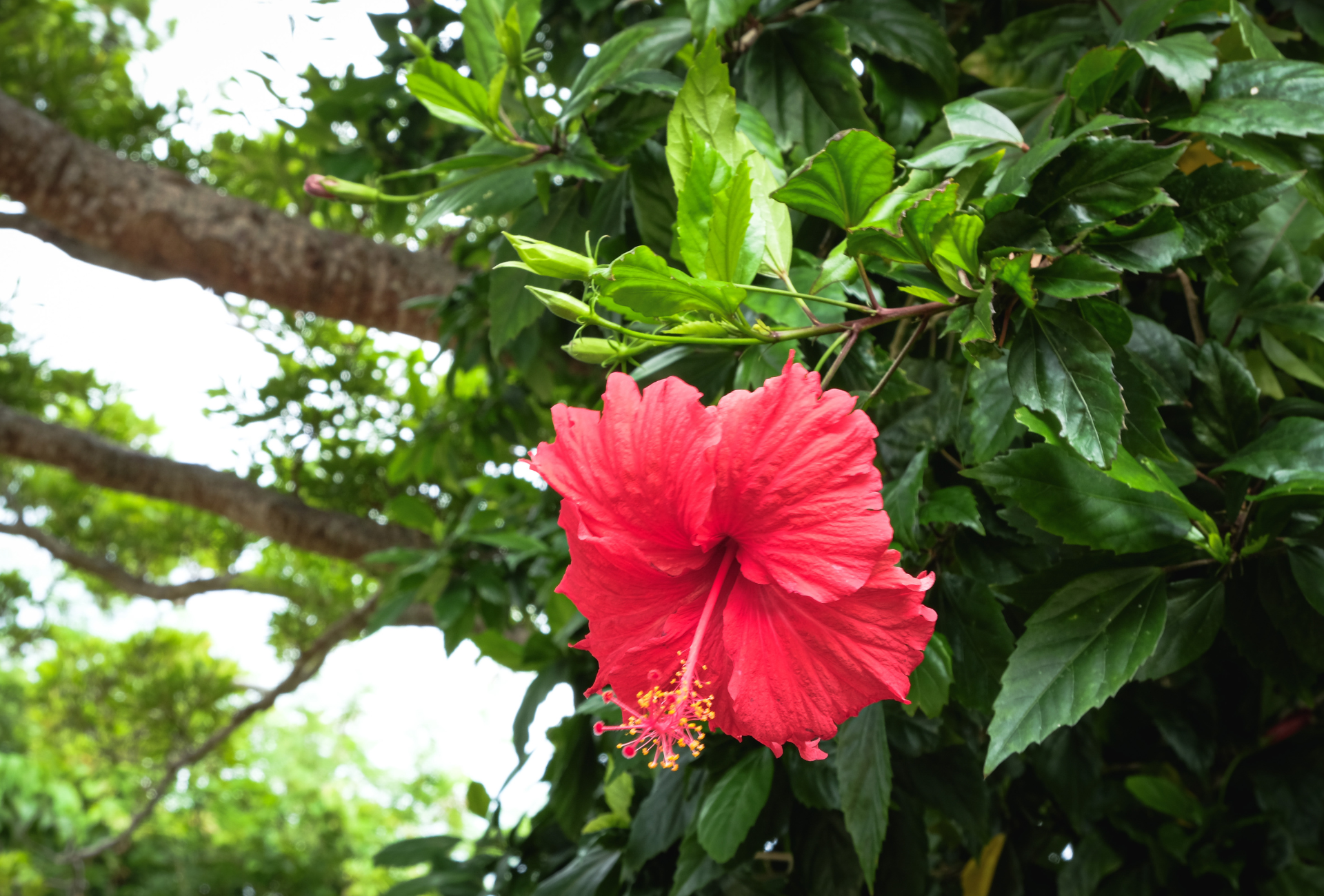 A red hibiscus flower is growing on a tree branch.