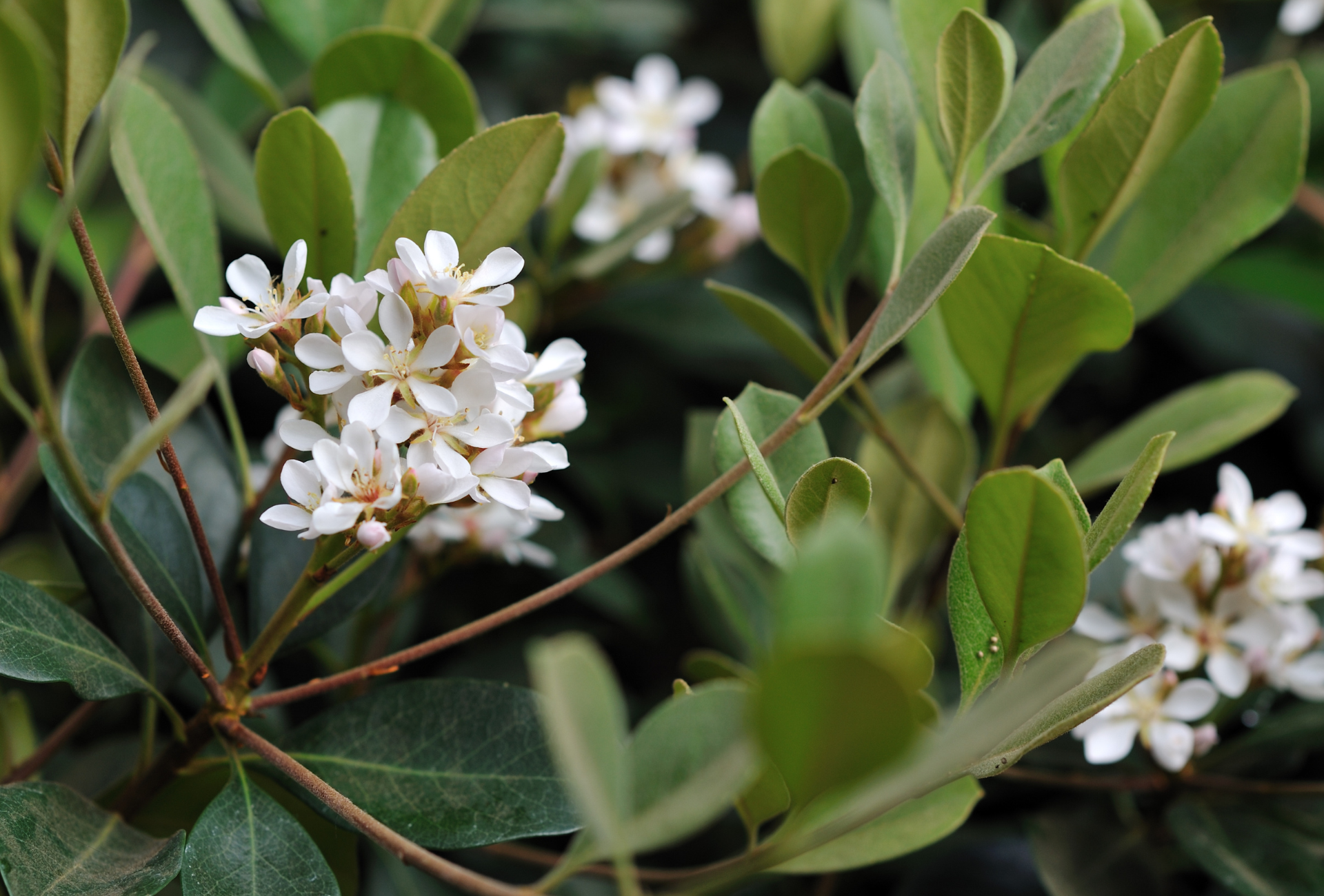 A close up of a plant with white flowers and green leaves.
