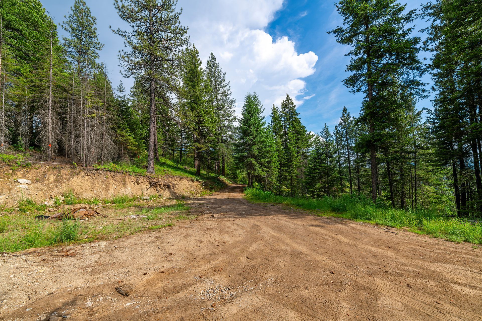 A dirt road in the middle of a forest
