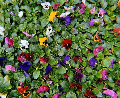 Close-up of colorful pansies in a bed of green leaves; flowers are purple, yellow, red, and white.